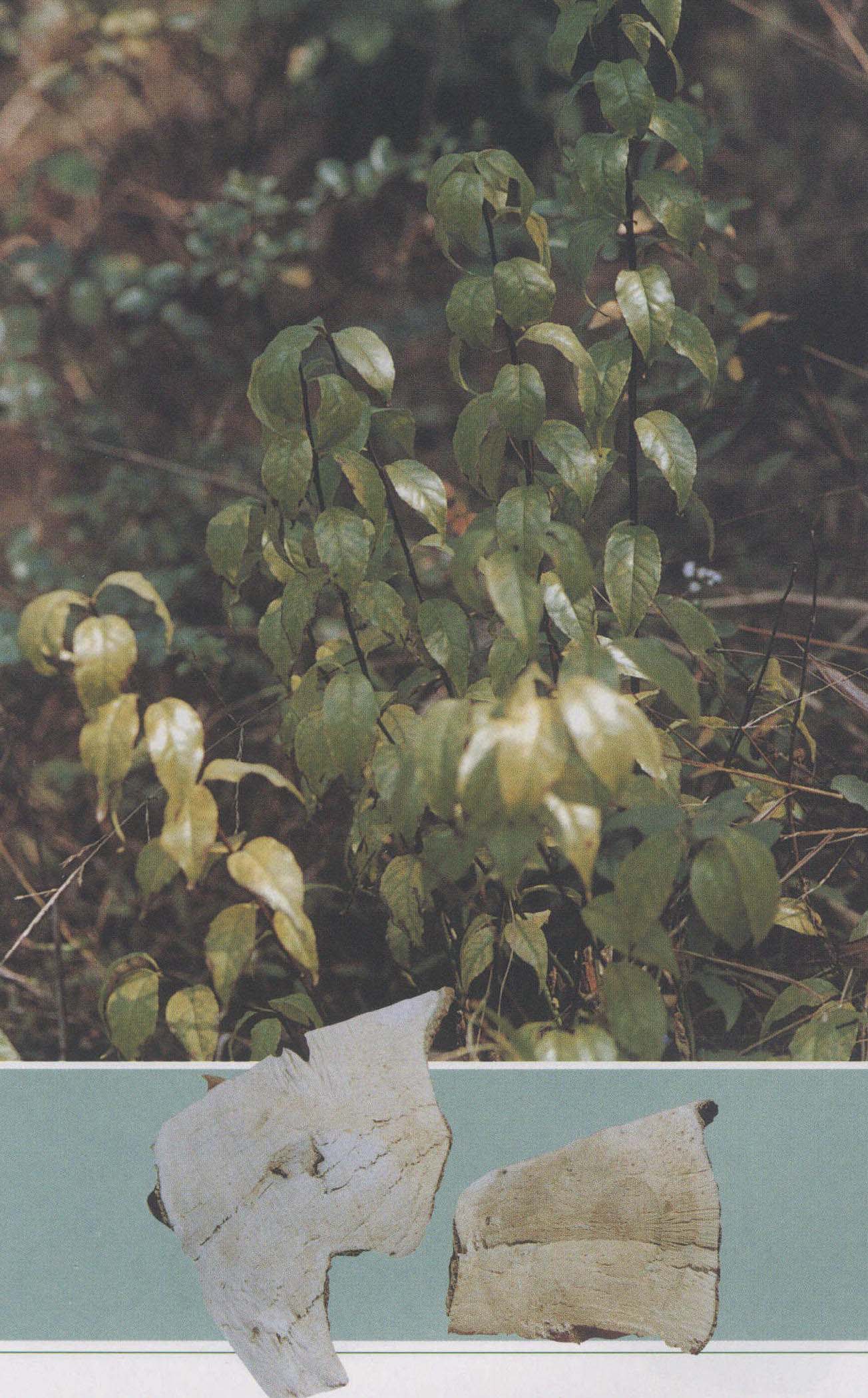 崗梅根